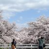 cherry-blossoms-5005234_1280