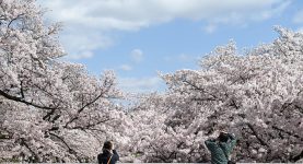 Hvordan eiendomsmegler fotograferer eiendom for salg cherry-blossoms-5005234_1280